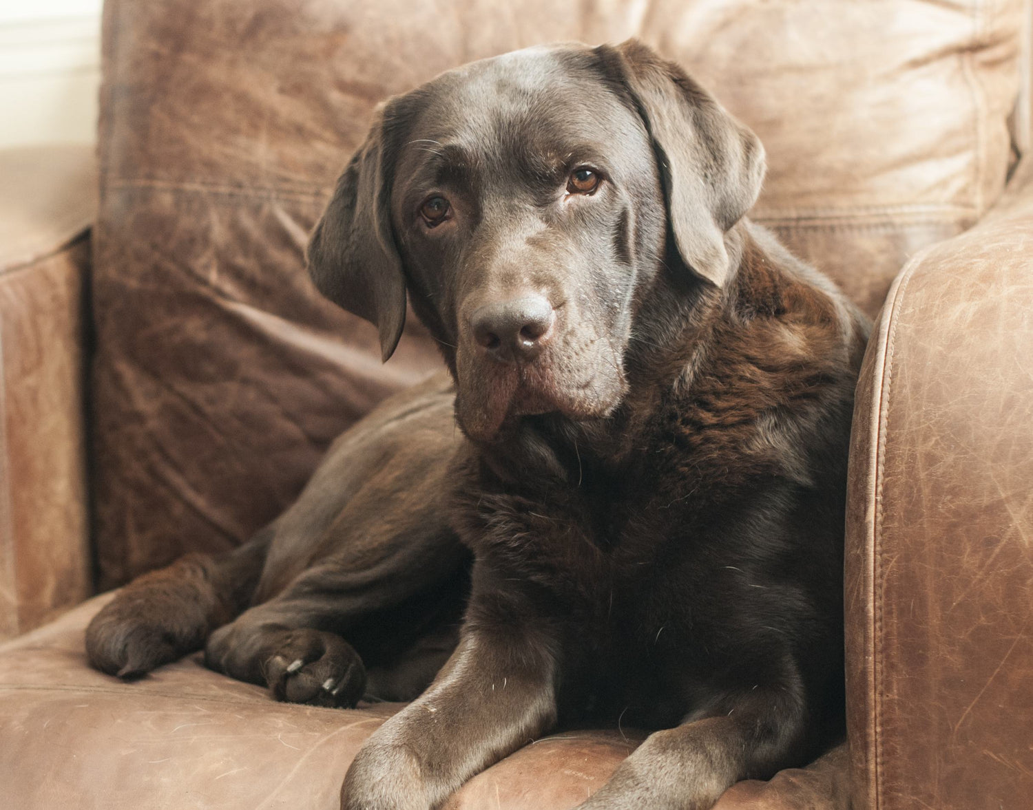 Chocolate Labrador on a genuine leather sofa